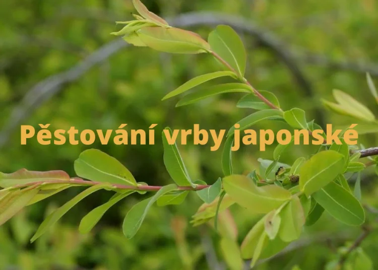 Větve japonské vrby s listy na pozadí zelené přírody.
