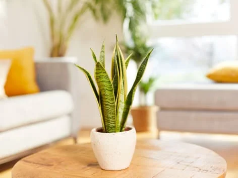 Snake plant in pot