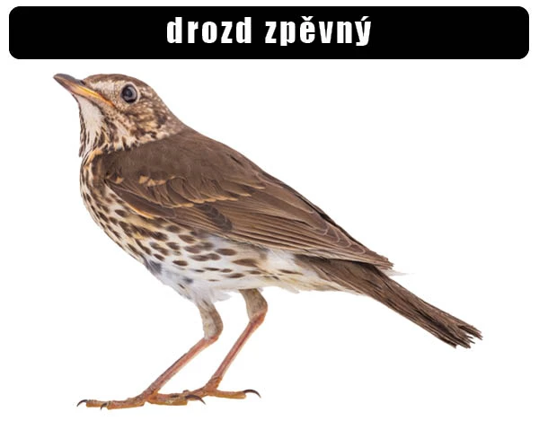 Fotografie dospělého drozda zpěvného na bílém pozadí.