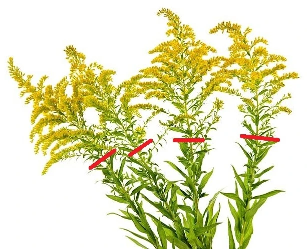 Goldenrod plants with red lines