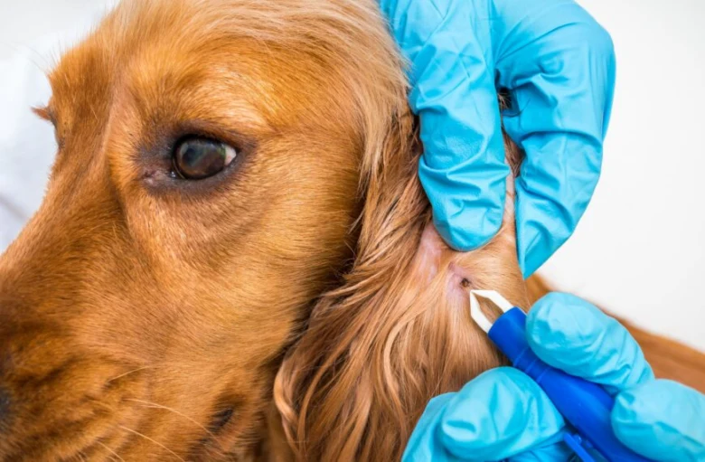 Veterinář bezpečně odstraňuje klíště z ucha psa pomocí pinzety.