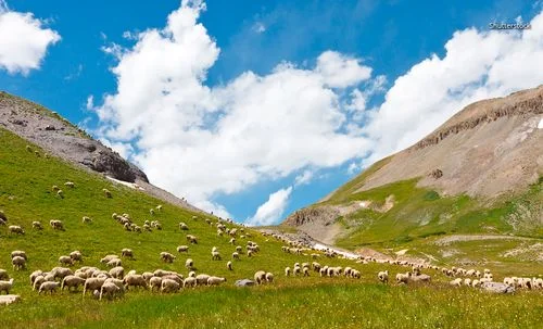 Stádo ovcí pasou na zelené horské louce pod modrou oblohou.