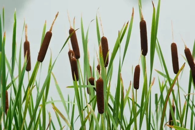 Cattails or reeds