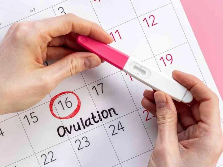 Ruce drží těhotenský test nad kalendářem s označením ovulace.