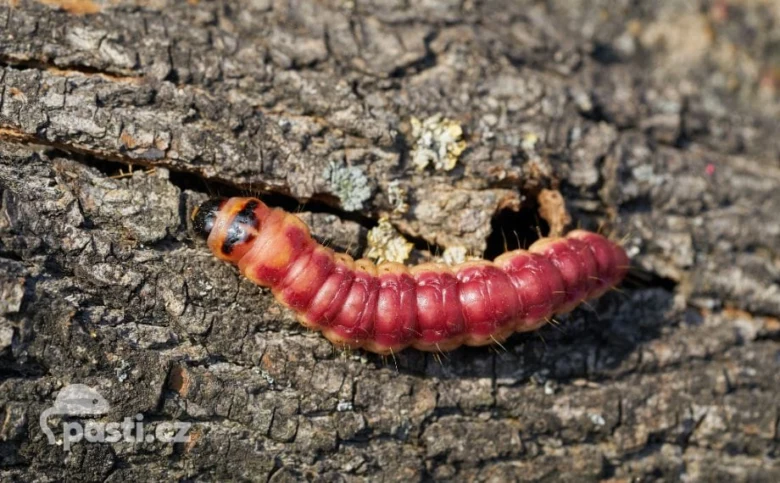 Červená larva drvoplena obecného na kůře stromu.