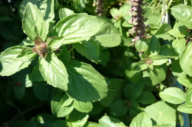Perennial herb plant