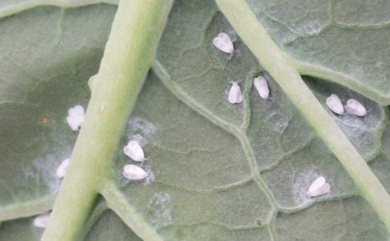 Whiteflies on leaf