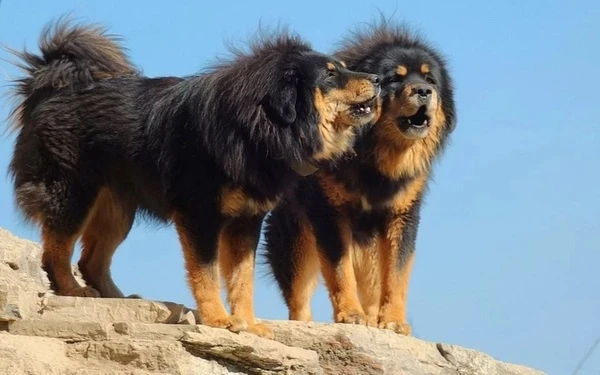 Dva tibetští mastifové stojí na skále pod modrou oblohou.