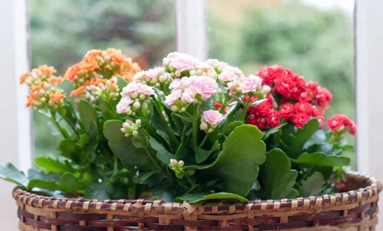 Kalanchoe kvetoucí v koši s barevnými pupeny