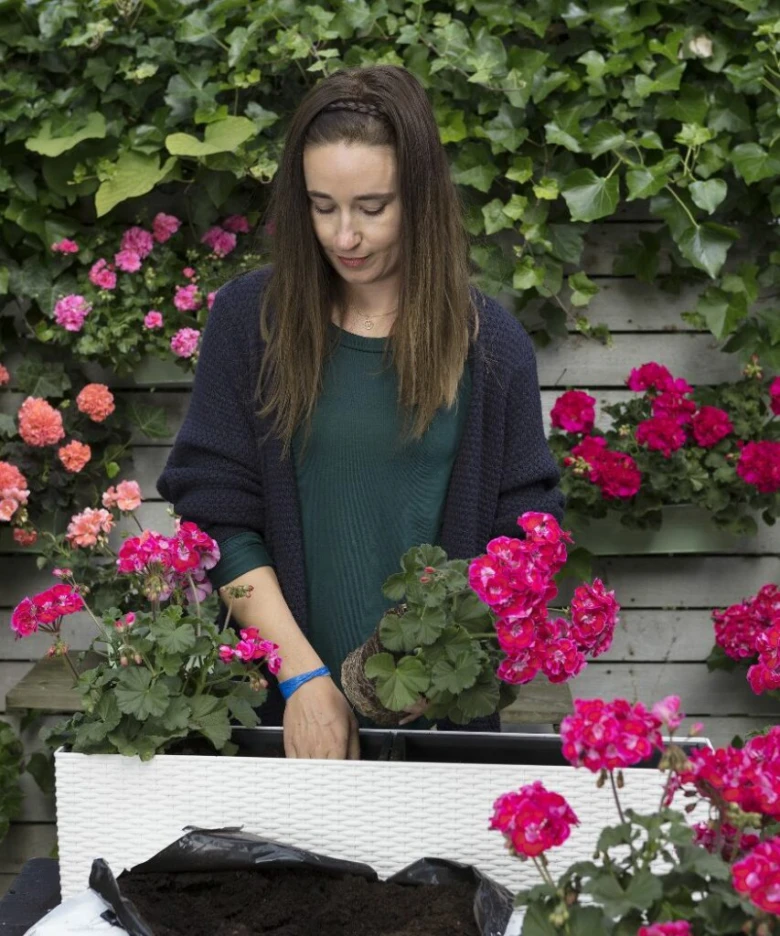Žena sází růžové muškáty do bílého květináče.