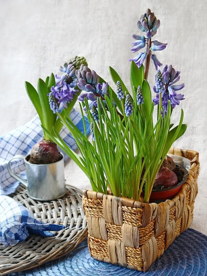 Fialové hyacinty v košíku a hrnčičku s viditelnými hlízami.