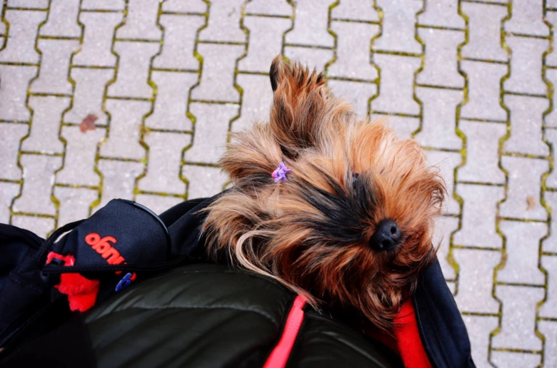 Yorkshire terrier dog sleeping on person's lap