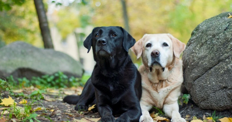 Dva labradorské retrívr sedící vedle sebe venku.