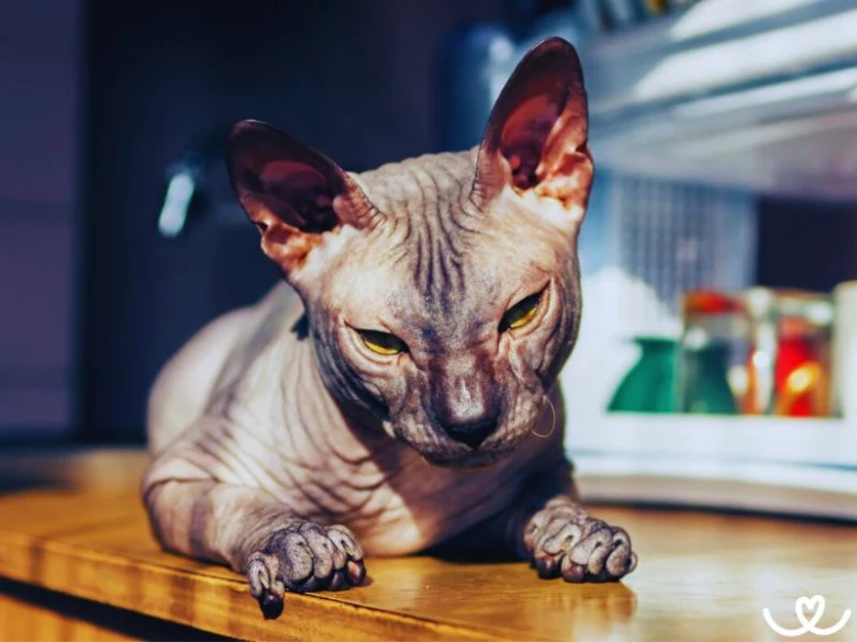 Hladý donský sphynx leží na dřevěném stole v interiéru.