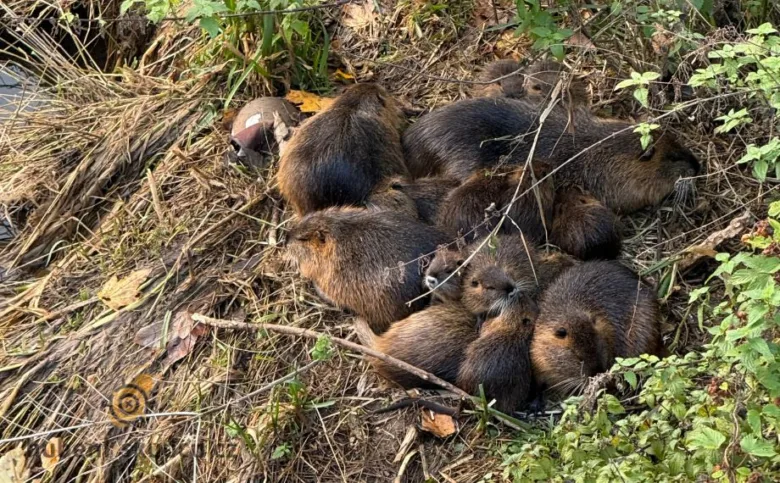 Skupina říčních nutilí odpočívá v přírodě mezi trávou.
