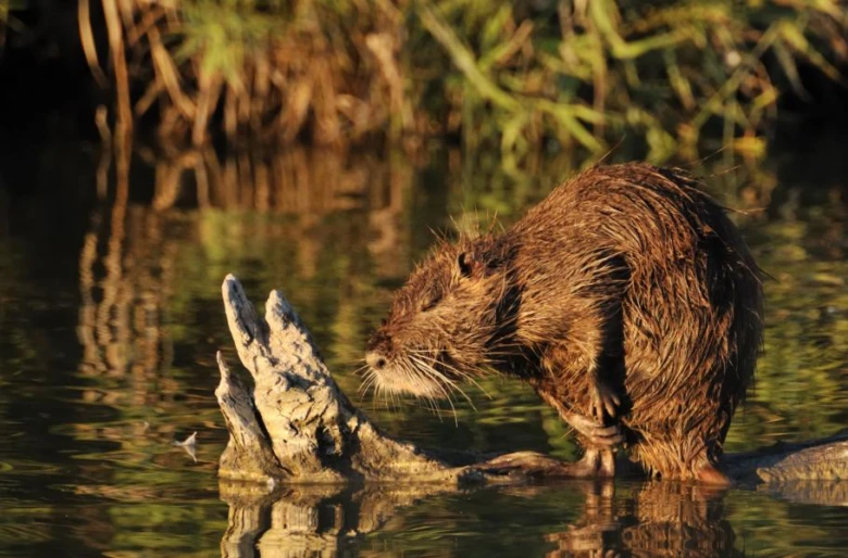 Nutria in water