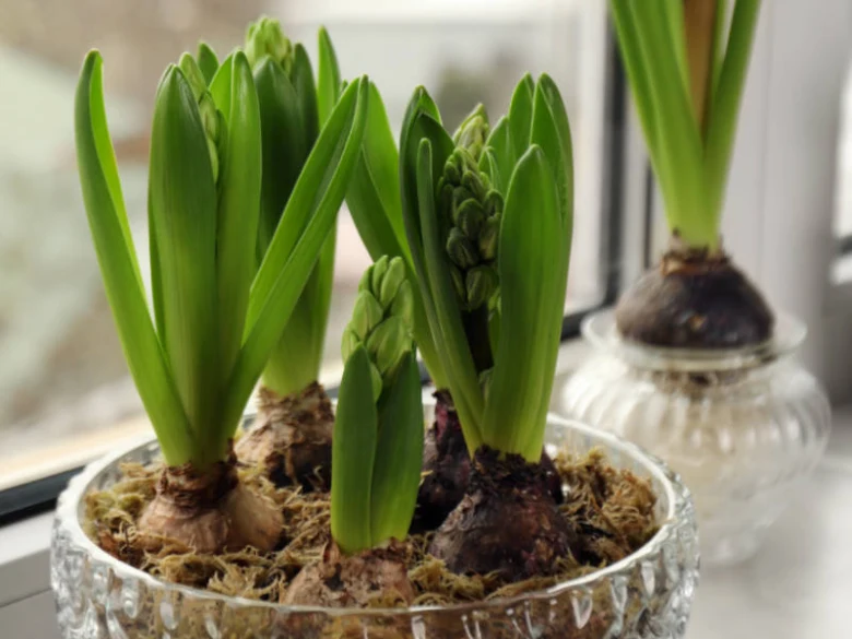 Hyacinty rostoucí v skleněné mísce s mechem u okna.