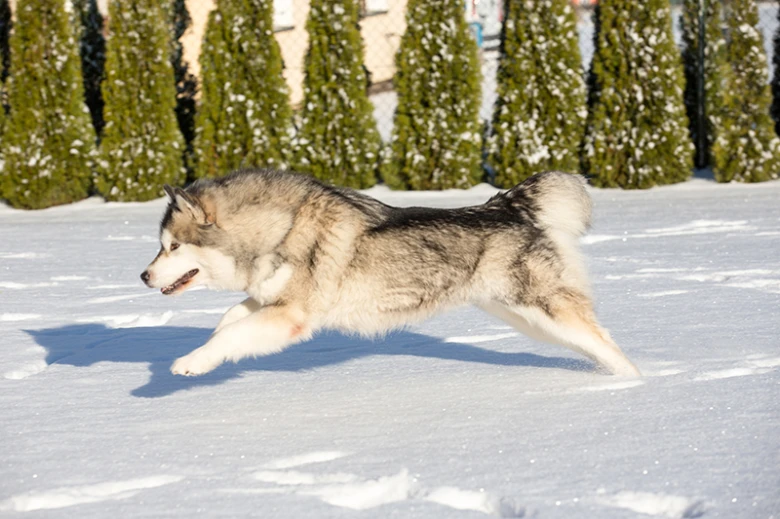 Alaskan malamute running in snow
