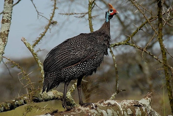Perlička (guineafowl) stojí na větví v přírodě.