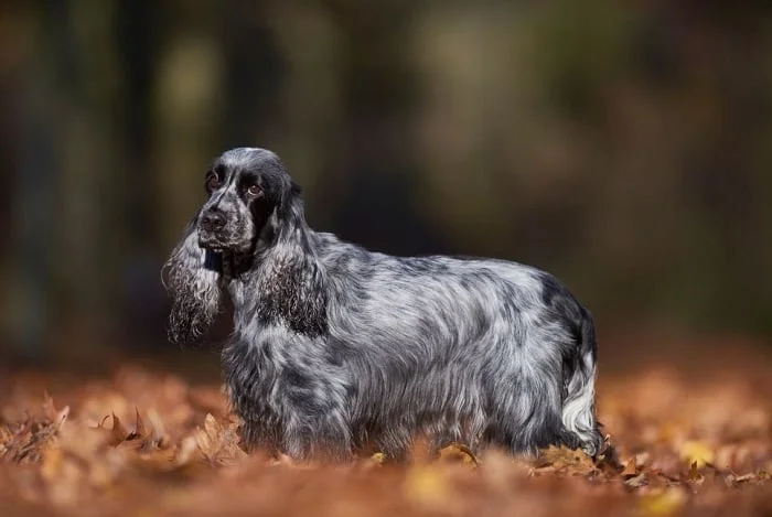 English cocker spaniel dog