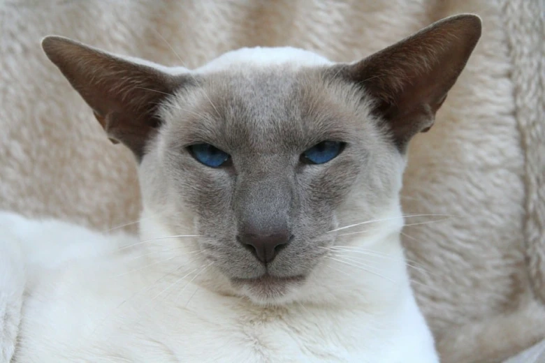 Siamese cat face