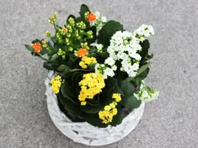 Kalanchoe s květy v hrnci na šedé podlaze.