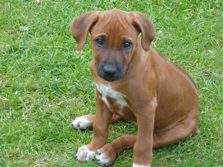 Malý štěně rhodéského ridgebacka sedící na trávě.