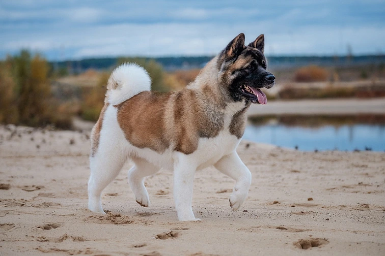 Americká akita běží po pláži u vody.