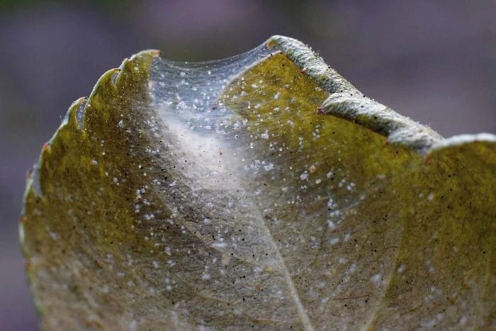 Mealybugs on leaf