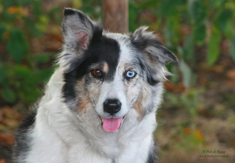 Psovi s heterochromií očí v barvě mramoru