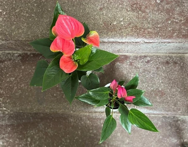 Růžová toulitka anthurium s listy na kamenné zdi