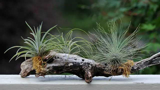 Air plants on driftwood