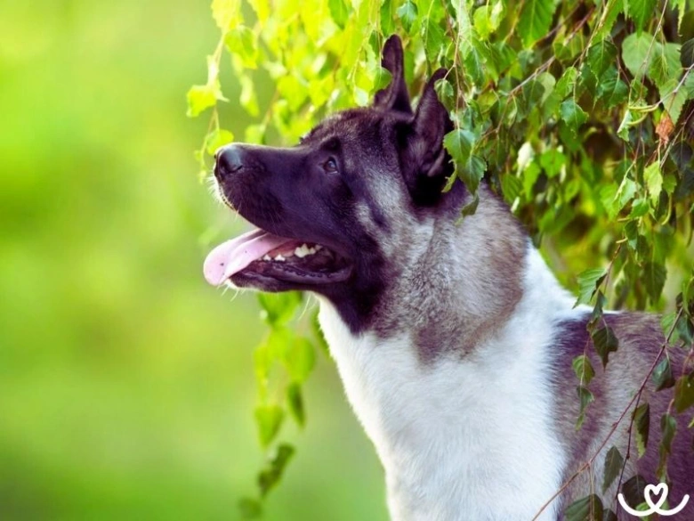 Americká akita stojí venku mezi zelenými listy.