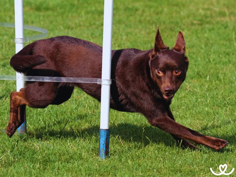 Hnědá australská kelpie skáče přes překážky na trávníku.