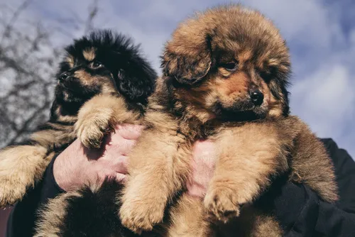 Dvě štěňata tibetské dogy držená v rukou člověka.