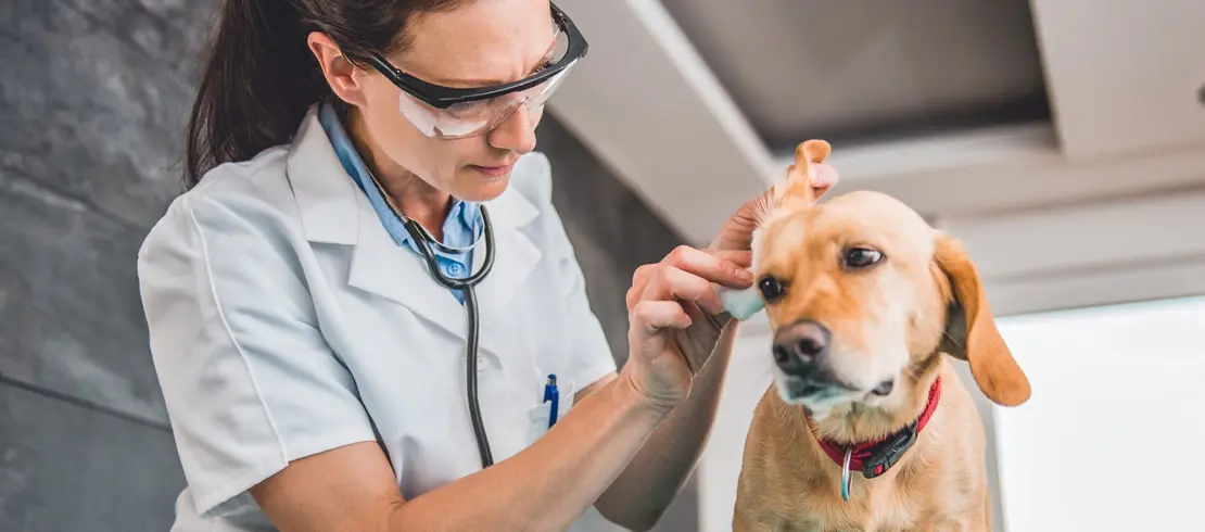 Veterinářka čistí ucho psa v ordinaci.