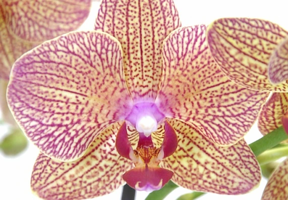 Detailní fotografie kvetoucí orchidee s fialovými žilkami.