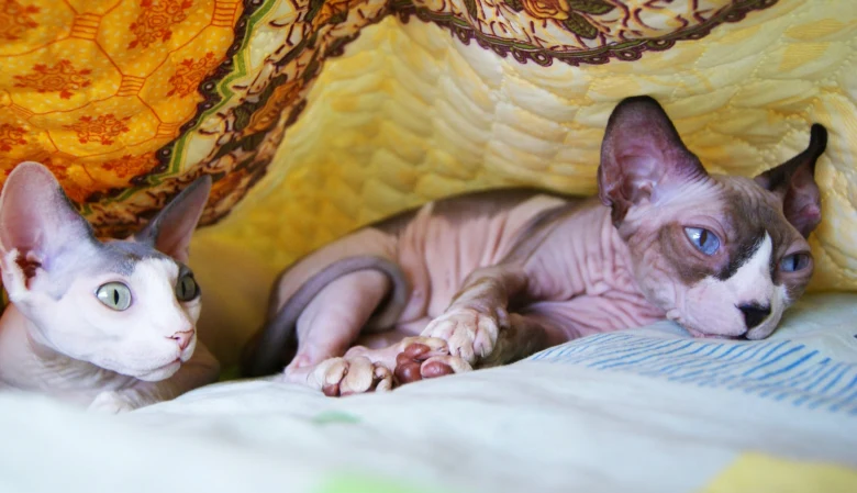 Dvě kočky rasy sphynx leží pod barevnou přehozem.