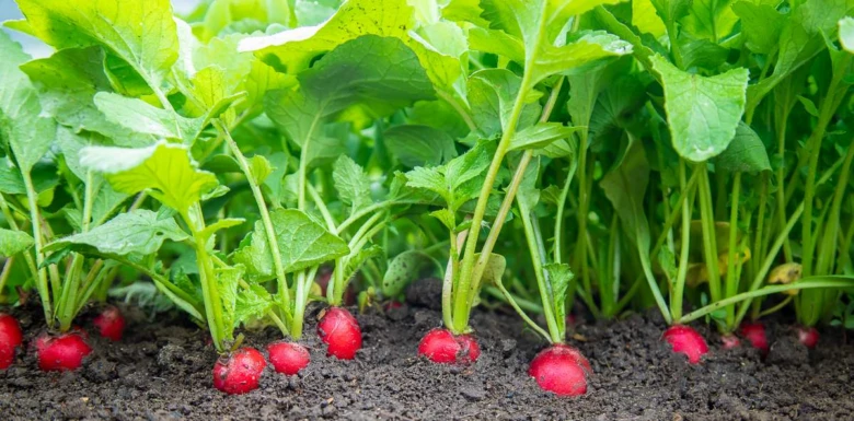 Radishes in garden soil