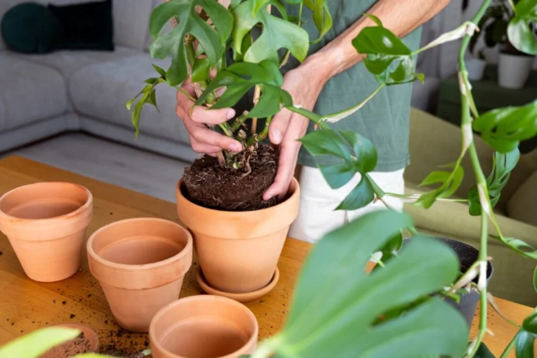 Osoba přesazuje rostlinu Monstera minima do nového hrnce.