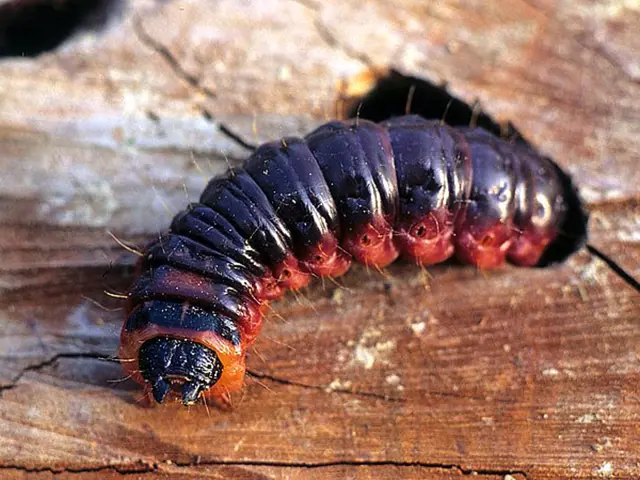 Larva drvoplena obecného na dřevě.