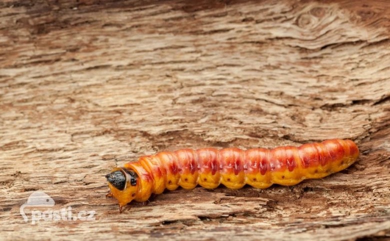 Larva drvoplena obecneho na kore drevu