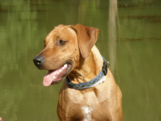 Hnědý rhodéský ridgeback s modrým obojkem stojí u vody.