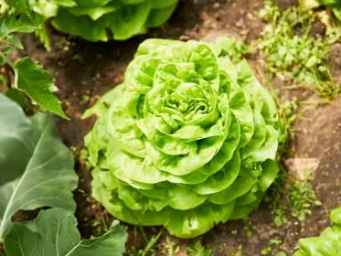 Head lettuce in garden