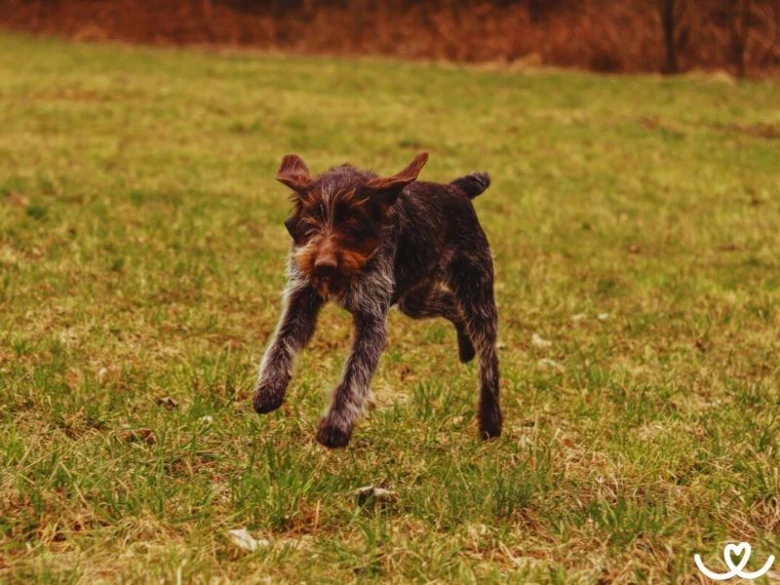 Airedale terrier puppy running on grass