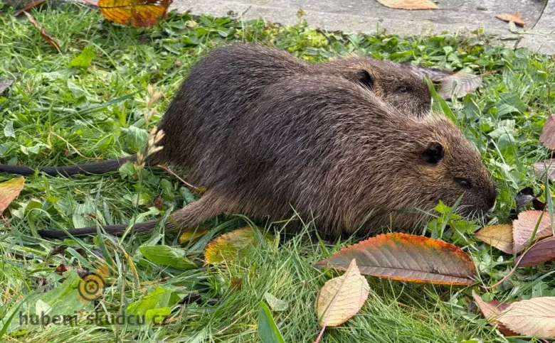 Dvě říční nutri se živí v trávě s podzimními listy.