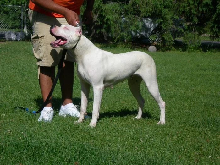 White argentine dog