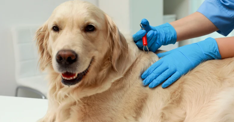 Veterinář odstraňuje klíště z psa na veterinárním vyšetření.