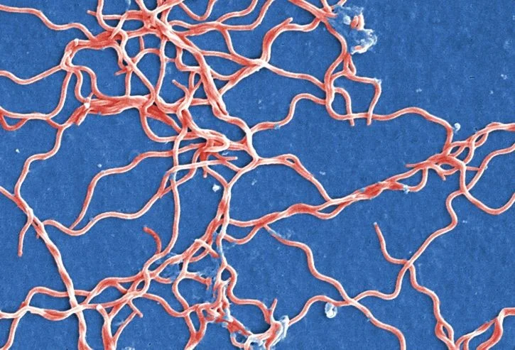 Elektronový mikroskopický záběr na sítě bakterií způsobujících meningitidu.