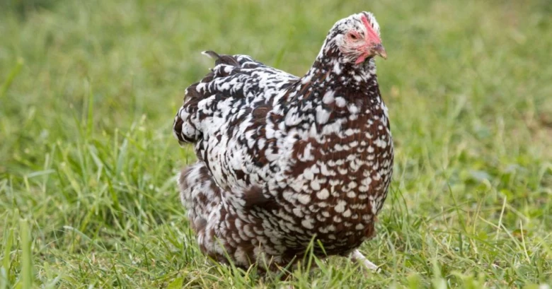Hnědo-bílá slepice s skvrnami stojí na zelené trávě.